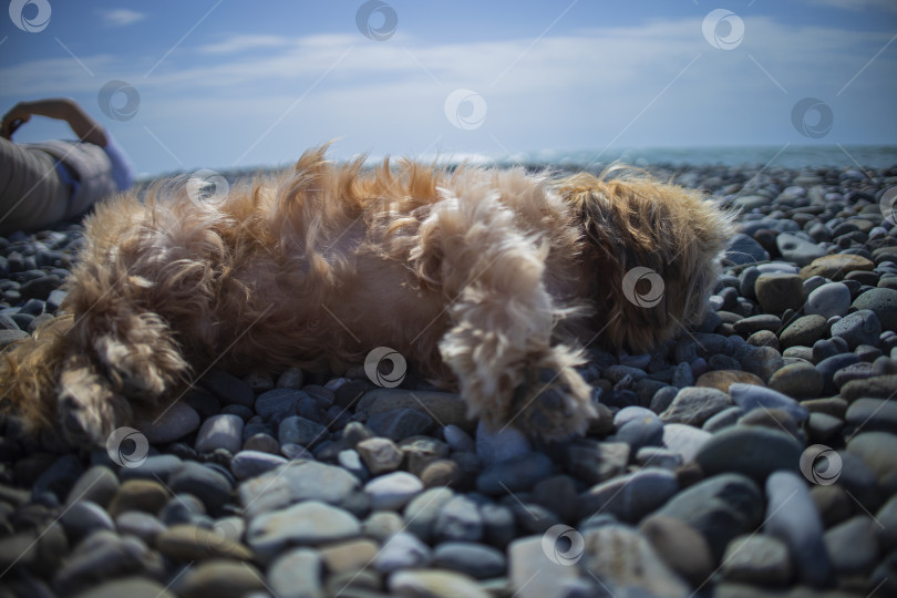 Скачать собака ши тцу отдыхает на пляже фотосток Ozero