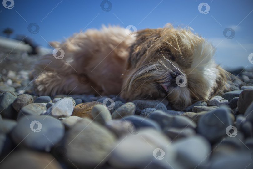 Скачать собака ши-тцу отдыхает на пляже фотосток Ozero