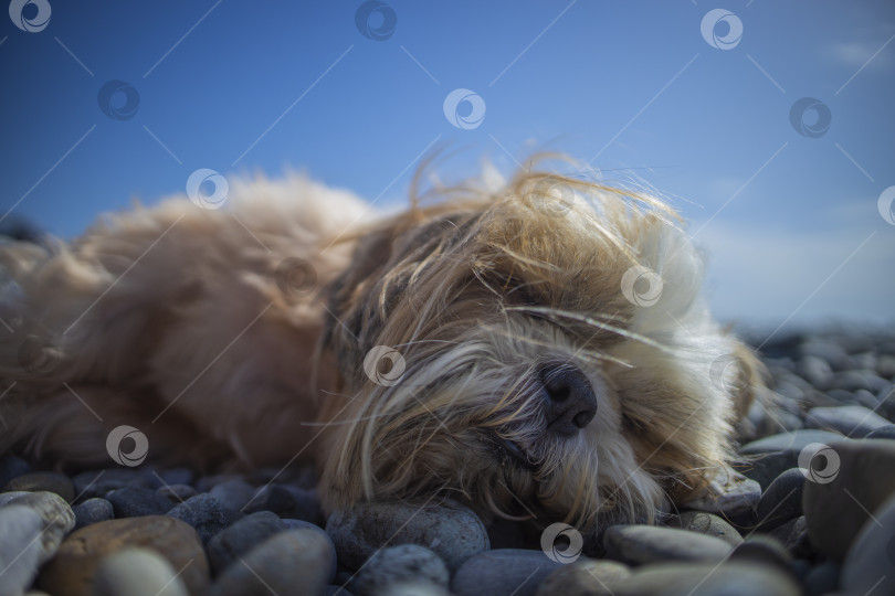 Скачать собака ши тцу отдыхает на пляже фотосток Ozero