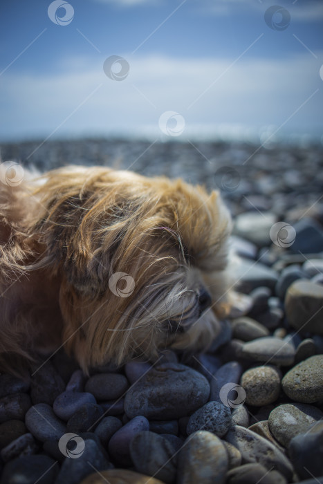 Скачать собака ши-тцу отдыхает на пляже фотосток Ozero