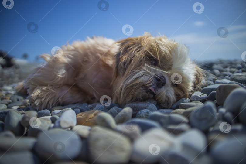 Скачать собака ши тцу отдыхает на пляже фотосток Ozero