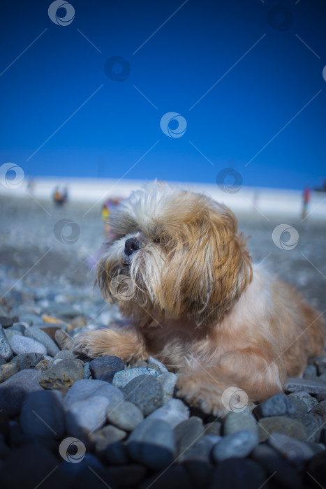 Скачать собака ши тцу отдыхает на пляже фотосток Ozero