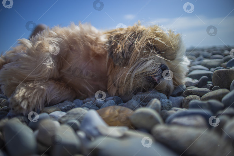 Скачать собака ши-тцу отдыхает на пляже фотосток Ozero
