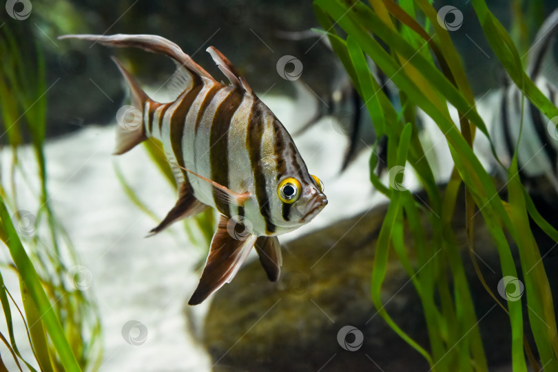Скачать Enoplosus armatus, известная как рыба-старушка, была замечена в аквариуме в сингапурском городе Сентоза. Характерные полосы и длинные изящные плавники. фотосток Ozero