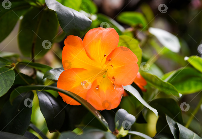 Скачать Крупный план цветущего гибрида рододендрона Вирея, Rhododendron laetum x zoelleri, тропического вида из семейства эриковых. фотосток Ozero