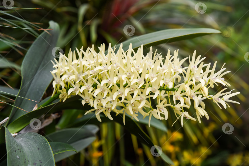 Скачать Крупным планом цветущая каменная орхидея Dendrobium speciosum с кремово-желтыми цветами и зелеными листьями фотосток Ozero