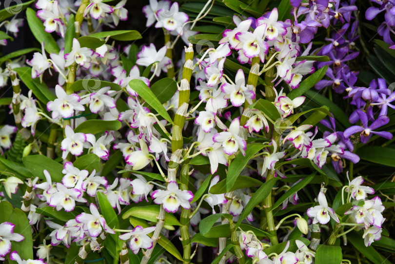 Скачать Горизонтальное фото белых орхидей Dendrobium nobile с нежно-сиреневыми краями. Элегантная цветочная композиция, идеально подходящая для ботанической тематики или использования в качестве фона. фотосток Ozero