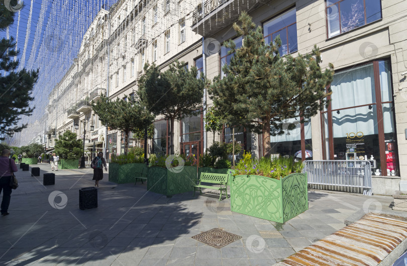 Скачать Большие сосны в горшках в центре Москвы фотосток Ozero