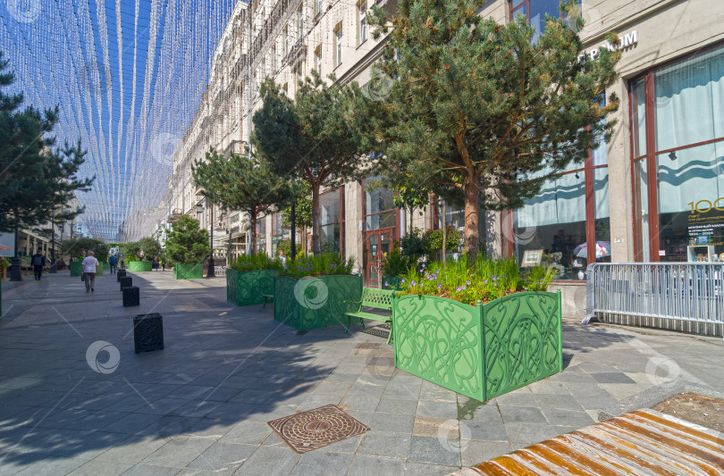 Скачать Большие сосны в горшках в центре Москвы фотосток Ozero