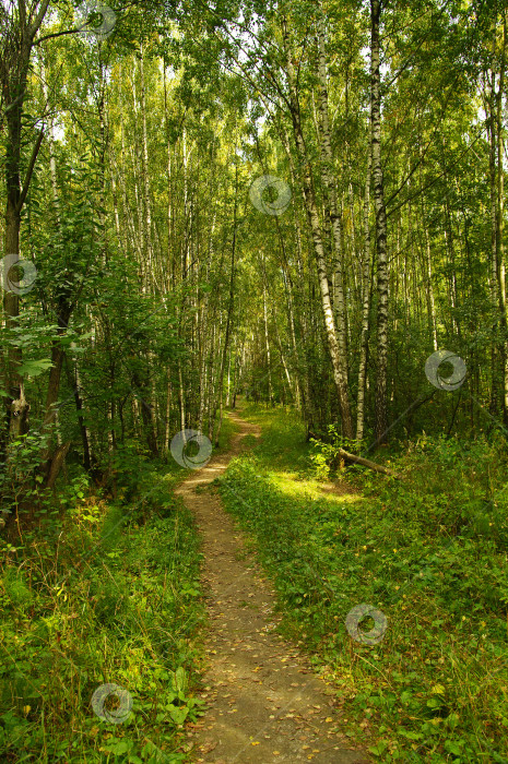 Скачать Тропинка в осеннем лесу. фотосток Ozero