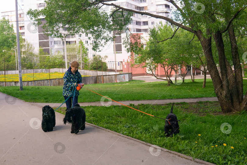 Скачать городской пейзаж с женщиной, выгуливающей трех собак породы миттельшнауцер фотосток Ozero