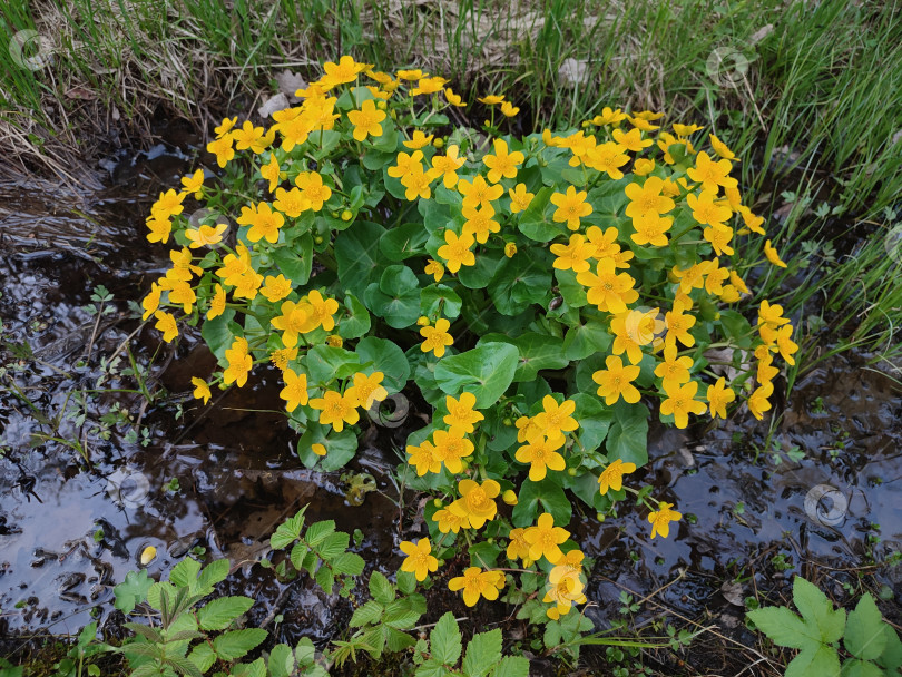 Скачать Caltha palustris. желтые весенние цветы фотосток Ozero