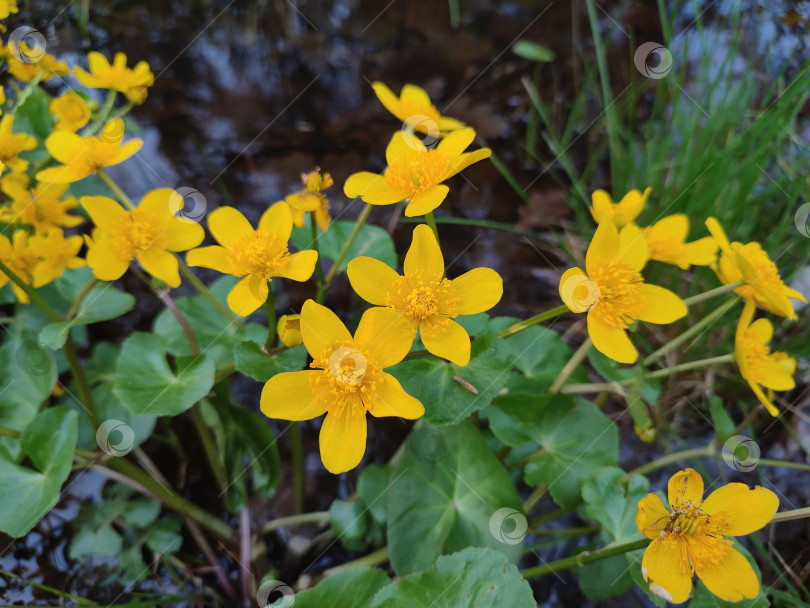 Скачать Caltha palustris. желтые весенние цветы фотосток Ozero