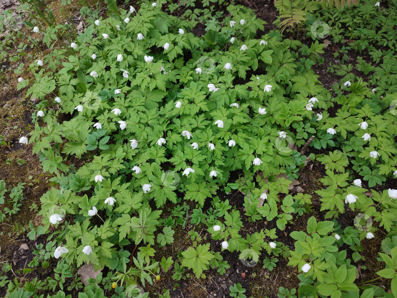 Скачать Anemonoides nemorosa. весенние белые цветы. прекрасная природа фотосток Ozero