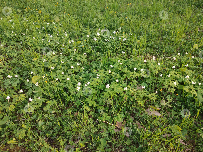 Скачать Anemonoides nemorosa. весенние белые цветы. прекрасная природа фотосток Ozero