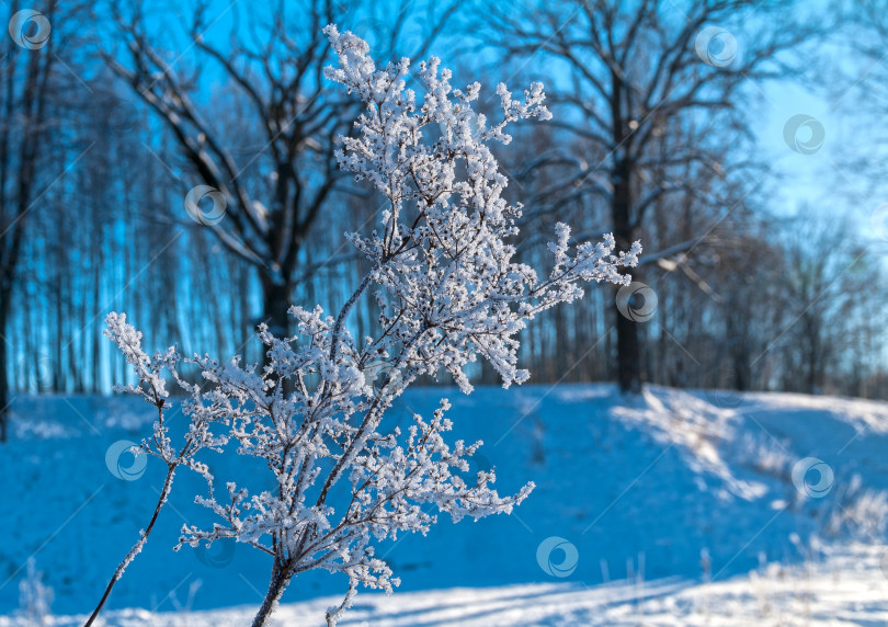 Скачать Ветка кустарника, покрытая инеем. фотосток Ozero