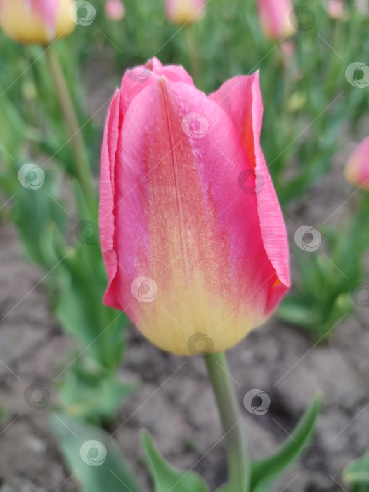 Скачать розовый тюльпан. милый весенний цветок фотосток Ozero