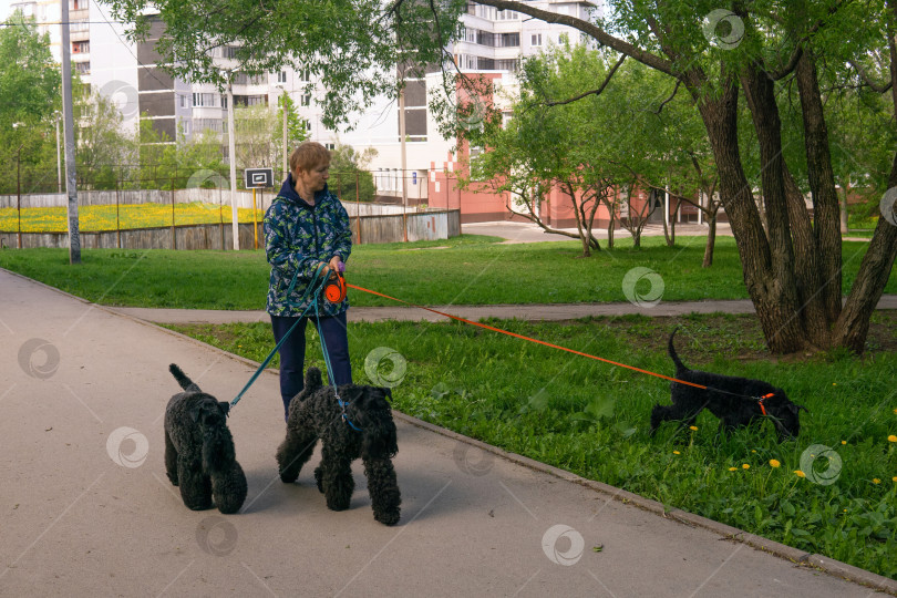 Скачать городской пейзаж с женщиной, выгуливающей трех собак породы миттельшнауцер фотосток Ozero