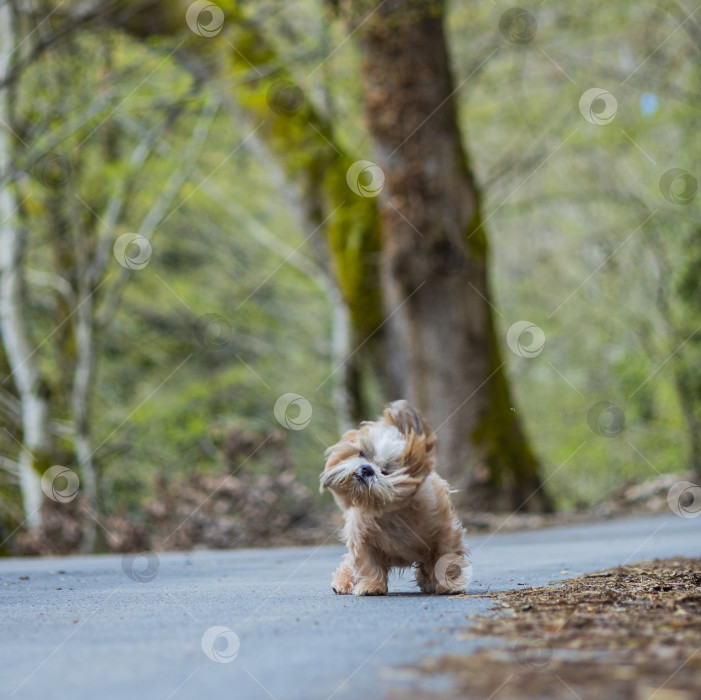 Скачать собака ши тцу отряхивает шерсть фотосток Ozero