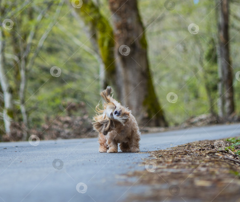 Скачать собака ши тцу отряхивает шерсть фотосток Ozero