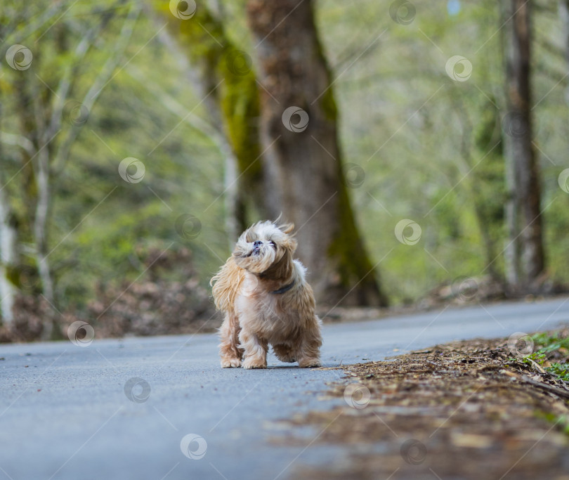 Скачать собака ши-тцу встряхивает шерстью фотосток Ozero
