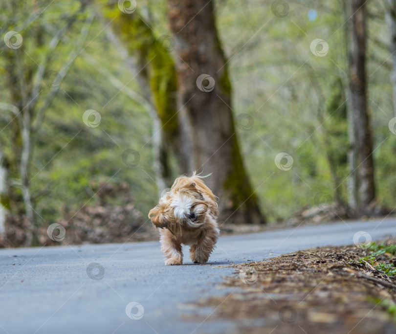 Скачать собака ши-тцу встряхивает шерстью фотосток Ozero