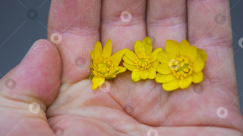 Скачать на ладони фотосток Ozero