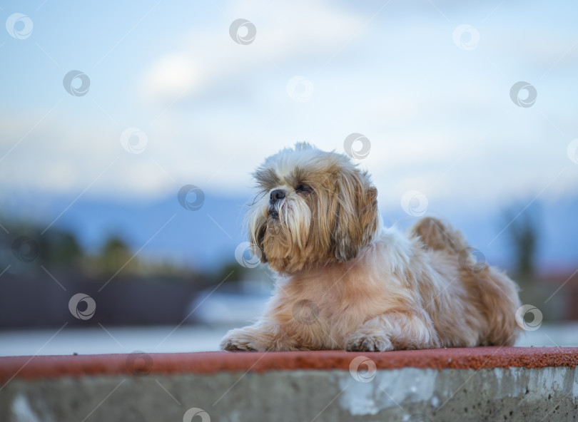 Скачать прогулки с собакой ши-тцу фотосток Ozero