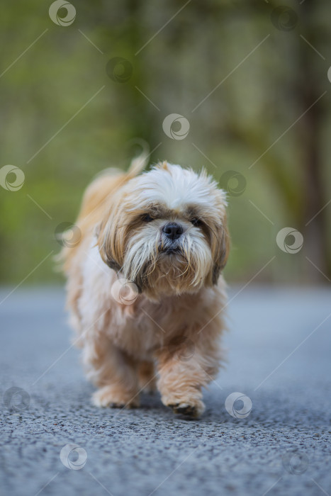 Скачать прогулки с собакой ши-тцу фотосток Ozero