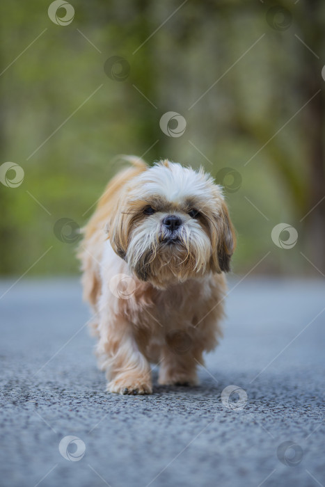 Скачать собака ши тцу гуляет фотосток Ozero