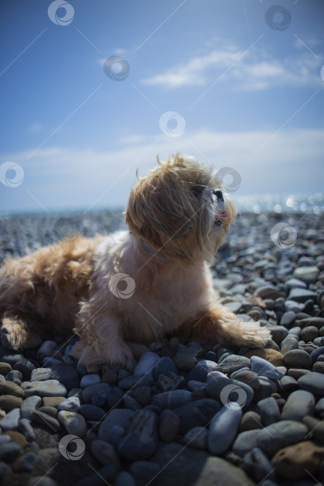Скачать собака ши-тцу отдыхает на пляже фотосток Ozero