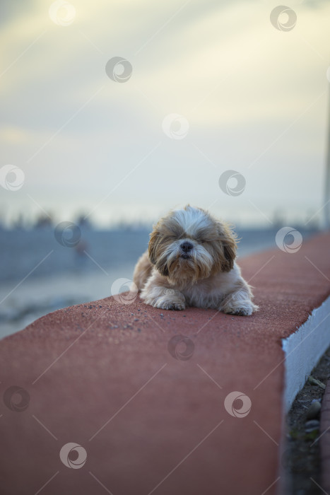 Скачать собака ши тцу на побережье фотосток Ozero