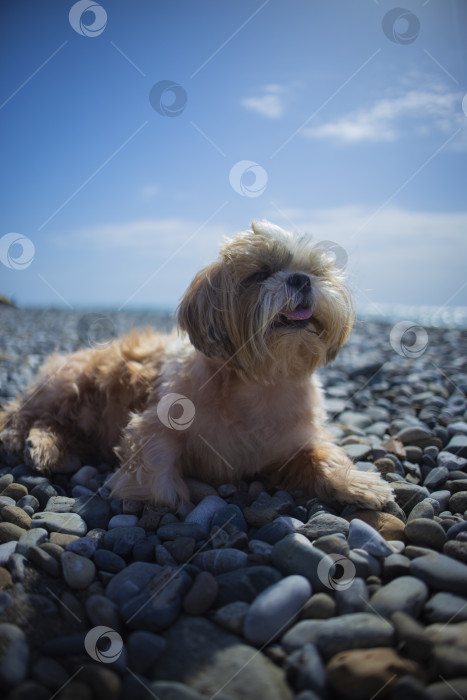 Скачать собака ши тцу отдыхает на пляже фотосток Ozero