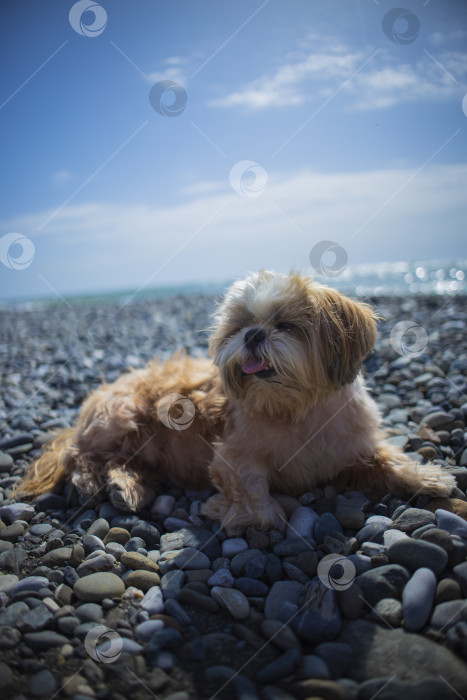 Скачать собака ши-тцу отдыхает на пляже фотосток Ozero