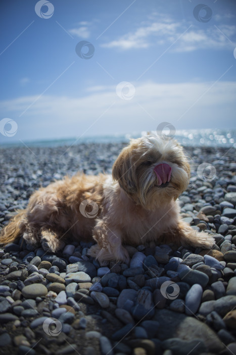 Скачать собака ши тцу отдыхает на пляже фотосток Ozero