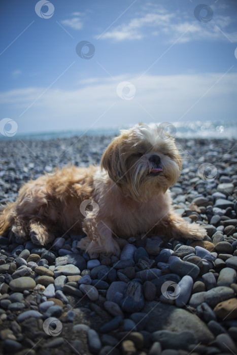 Скачать собака ши-тцу расслабляется фотосток Ozero