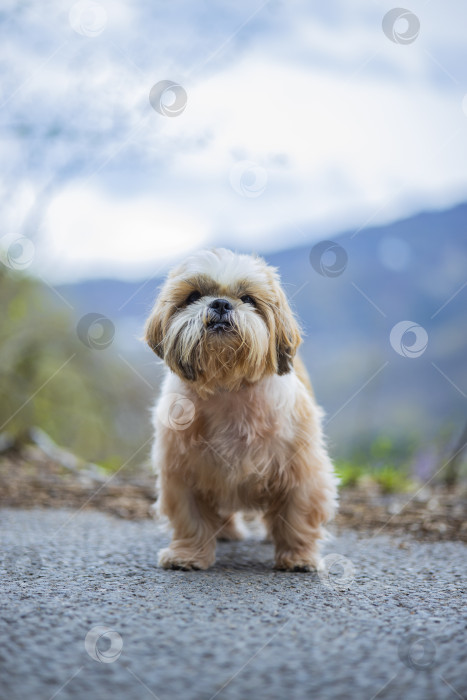 Скачать прогулки с собакой ши-тцу фотосток Ozero