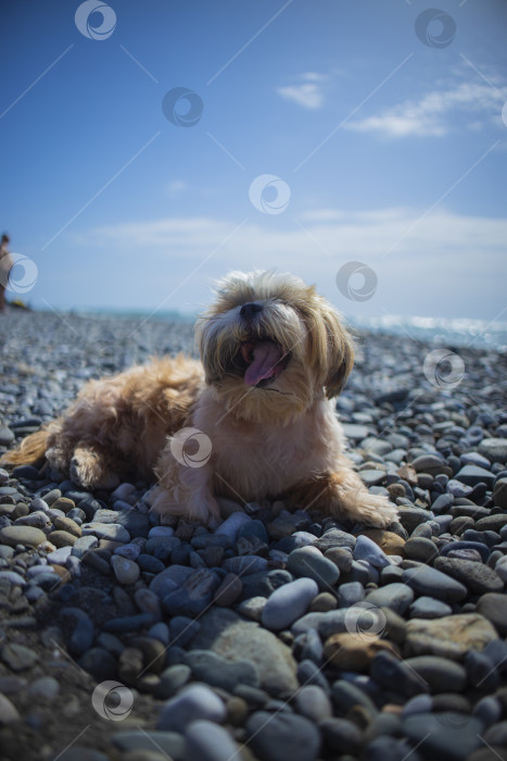 Скачать собака ши-тцу отдыхает на пляже фотосток Ozero