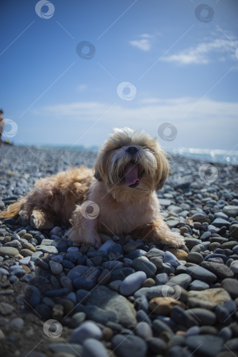 Скачать собака ши тцу отдыхает на пляже фотосток Ozero