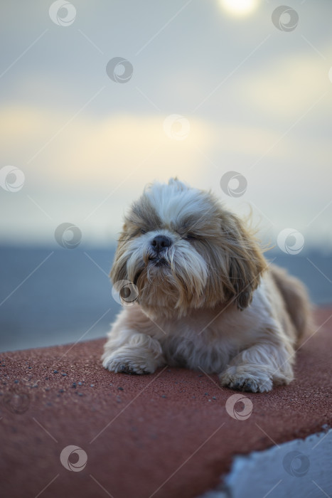 Скачать собака ши тцу на побережье фотосток Ozero