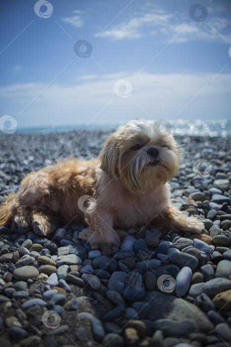 Скачать собака ши тцу отдыхает фотосток Ozero