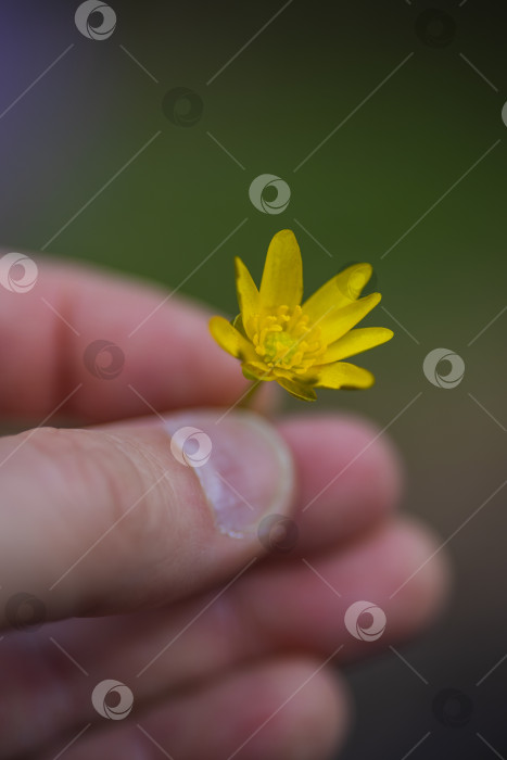 Скачать на ладони фотосток Ozero