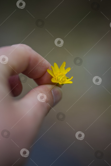 Скачать на ладони фотосток Ozero