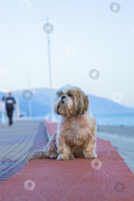 Скачать собака ши тцу на побережье фотосток Ozero