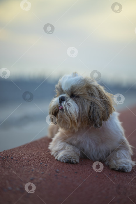 Скачать собака ши тцу на побережье фотосток Ozero