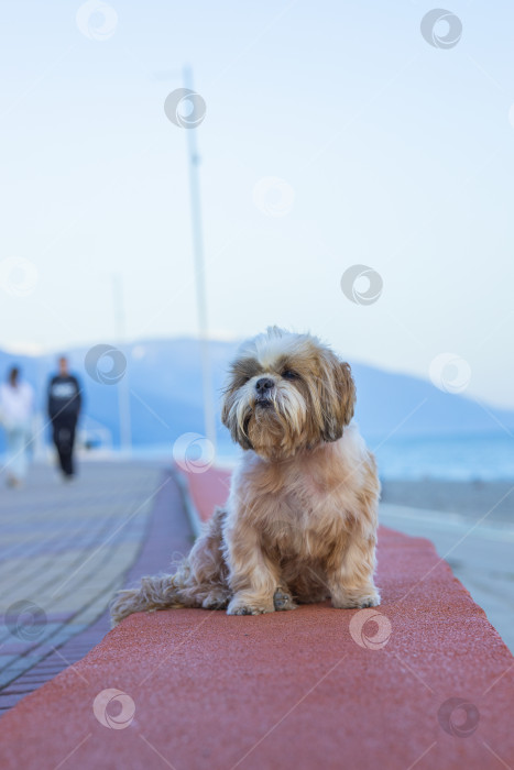 Скачать прогулки с собакой ши-тцу фотосток Ozero