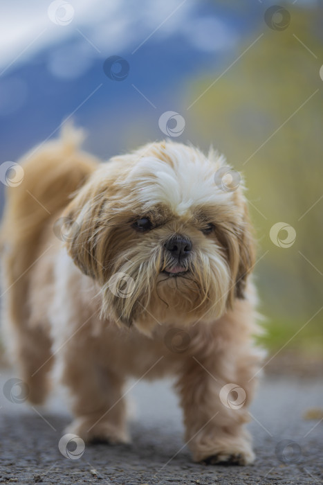 Скачать прогулки с собакой ши-тцу фотосток Ozero