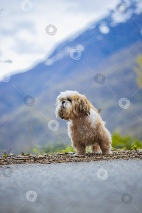 Скачать собака ши тцу в горах фотосток Ozero