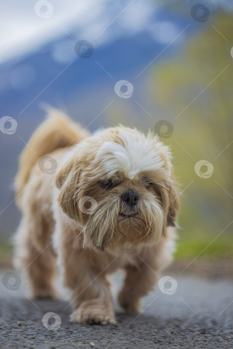 Скачать собака ши-тцу прогуливается по горе фотосток Ozero