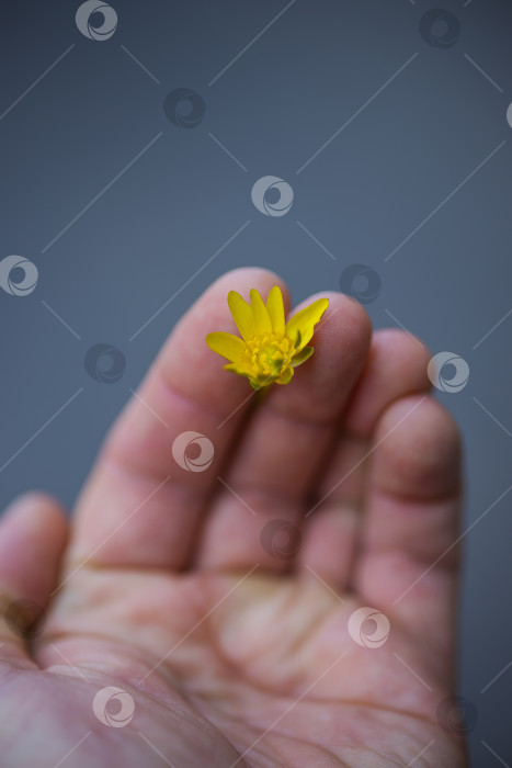 Скачать Там есть желтый цветок фотосток Ozero